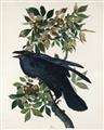 Picture of Raven From Birds of America (1827) _GroupedProduct_Rectangle_Portrait_Unframed_Print_Only_
