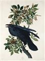 Picture of Raven From Birds of America (1827) _GroupedProduct_Rectangle_Portrait_Unframed_Print_Only_