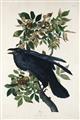 Picture of Raven From Birds of America (1827) _GroupedProduct_Rectangle_Portrait_Unframed_Print_Only_