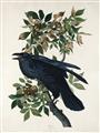 Picture of Raven From Birds of America (1827) _GroupedProduct_Rectangle_Portrait_Unframed_Print_Only_