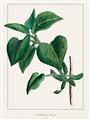 Picture of Nostalgic Green Lilac Leaves _GroupedProduct_Rectangle_Portrait_Unframed_Print_Only_
