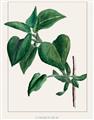 Picture of Nostalgic Green Lilac Leaves _GroupedProduct_Rectangle_Portrait_Unframed_Print_Only_