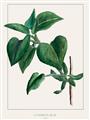 Picture of Nostalgic Green Lilac Leaves _GroupedProduct_Rectangle_Portrait_Unframed_Print_Only_