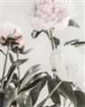 Picture of Romantic Blur Peony V _GroupedProduct_Rectangle_Portrait_Photography _GroupedProduct_Rectangle_Portrait_Unframed_Print_Only_
