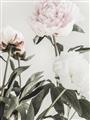 Picture of Romantic Blur Peony V _GroupedProduct_Rectangle_Portrait_Photography _GroupedProduct_Rectangle_Portrait_Unframed_Print_Only_
