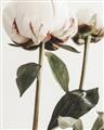 Picture of Romantic Blur Peony IV _GroupedProduct_Rectangle_Portrait_Photography _GroupedProduct_Rectangle_Portrait_Unframed_Print_Only_