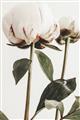 Picture of Romantic Blur Peony IV _GroupedProduct_Rectangle_Portrait_Photography _GroupedProduct_Rectangle_Portrait_Unframed_Print_Only_