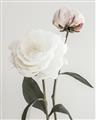 Picture of Romantic Blur Peony III _GroupedProduct_Rectangle_Portrait_Photography _GroupedProduct_Rectangle_Portrait_Unframed_Print_Only_