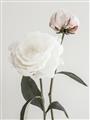 Picture of Romantic Blur Peony III _GroupedProduct_Rectangle_Portrait_Photography _GroupedProduct_Rectangle_Portrait_Unframed_Print_Only_