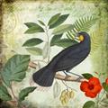 Picture of Tropical Paradise Birds Garden _GroupedProduct_Square_Unframed_Print_Only_