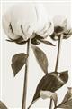 Picture of Romantic Blur Peony IV _GroupedProduct_Rectangle_Portrait_Photography _GroupedProduct_Rectangle_Portrait_Unframed_Print_Only_