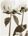 Picture of Romantic Blur Peony IV _GroupedProduct_Rectangle_Portrait_Photography _GroupedProduct_Rectangle_Portrait_Unframed_Print_Only_