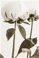Picture of Romantic Blur Peony IV _GroupedProduct_Rectangle_Portrait_Photography _GroupedProduct_Rectangle_Portrait_Unframed_Print_Only_