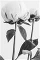 Picture of Romantic Blur Peony IV _GroupedProduct_Rectangle_Portrait_Photography _GroupedProduct_Rectangle_Portrait_Unframed_Print_Only_