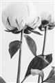 Picture of Romantic Blur Peony IV _GroupedProduct_Rectangle_Portrait_Photography _GroupedProduct_Rectangle_Portrait_Unframed_Print_Only_