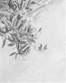 Picture of Few Olive Tree Leaves _GroupedProduct_Rectangle_Portrait_Photography _GroupedProduct_Rectangle_Portrait_Unframed_Print_Only_