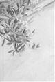 Picture of Few Olive Tree Leaves _GroupedProduct_Rectangle_Portrait_Photography _GroupedProduct_Rectangle_Portrait_Unframed_Print_Only_