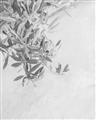 Picture of Few Olive Tree Leaves _GroupedProduct_Rectangle_Portrait_Photography _GroupedProduct_Rectangle_Portrait_Unframed_Print_Only_