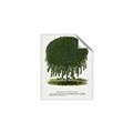Picture of Kilmarnock Weeping Willow Tree Lithograph _GroupedProduct_Rectangle_Portrait_Unframed_Print_Only_