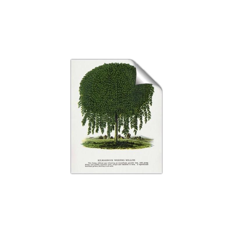 Picture of Kilmarnock Weeping Willow Tree Lithograph _GroupedProduct_Rectangle_Portrait_Unframed_Print_Only_