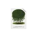 Picture of Kilmarnock Weeping Willow Tree Lithograph _GroupedProduct_Rectangle_Portrait_Unframed_Print_Only_