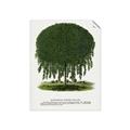 Picture of Kilmarnock Weeping Willow Tree Lithograph _GroupedProduct_Rectangle_Portrait_Unframed_Print_Only_