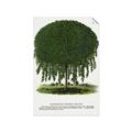 Picture of Kilmarnock Weeping Willow Tree Lithograph _GroupedProduct_Rectangle_Portrait_Unframed_Print_Only_