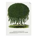 Picture of Kilmarnock Weeping Willow Tree Lithograph _GroupedProduct_Rectangle_Portrait_Unframed_Print_Only_