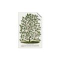 Picture of Hardy Magnolia Tree Lithograph _GroupedProduct_Rectangle_Portrait_Unframed_Print_Only_