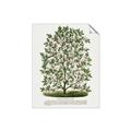 Picture of Hardy Magnolia Tree Lithograph _GroupedProduct_Rectangle_Portrait_Unframed_Print_Only_
