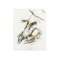 Picture of Two Yellow Warbler Birds _GroupedProduct_Rectangle_Portrait_Unframed_Print_Only_
