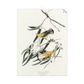 Picture of Two Yellow Warbler Birds _GroupedProduct_Rectangle_Portrait_Unframed_Print_Only_