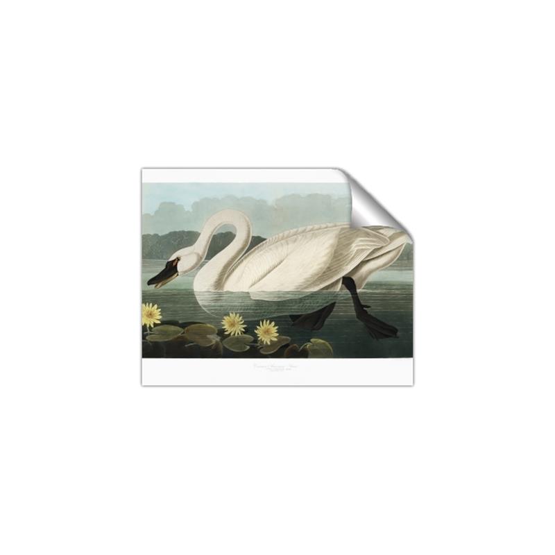 Picture of Vintage Floating White Swan _GroupedProduct_Rectangle_Landscape_Unframed_Print_Only_