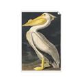 Picture of Vintage White Pelican _GroupedProduct_Rectangle_Portrait_Unframed_Print_Only_