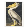 Picture of Vintage White Pelican _GroupedProduct_Rectangle_Portrait_Unframed_Print_Only_