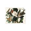 Picture of Black Billed Cuckoo Bird _GroupedProduct_Rectangle_Landscape_Unframed_Print_Only_