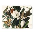 Picture of Black Billed Cuckoo Bird _GroupedProduct_Rectangle_Landscape_Unframed_Print_Only_