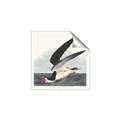 Picture of Black Skimmer From Birds of America (1827) _GroupedProduct_Square_Unframed_Print_Only_