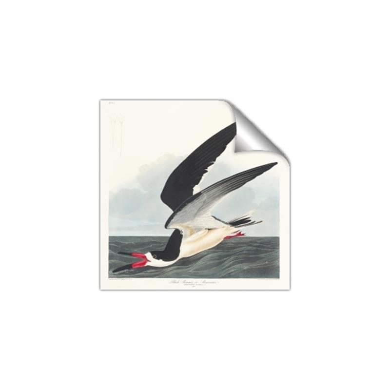 Picture of Black Skimmer From Birds of America (1827) _GroupedProduct_Square_Unframed_Print_Only_