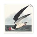 Picture of Black Skimmer From Birds of America (1827) _GroupedProduct_Square_Unframed_Print_Only_