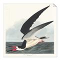Picture of Black Skimmer From Birds of America (1827) _GroupedProduct_Square_Unframed_Print_Only_