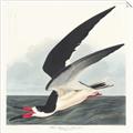 Picture of Black Skimmer From Birds of America (1827) _GroupedProduct_Square_Unframed_Print_Only_