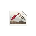 Picture of Vintage Scarlet Ibis Bird _GroupedProduct_Rectangle_Landscape_Unframed_Print_Only_