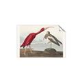 Picture of Vintage Scarlet Ibis Bird _GroupedProduct_Rectangle_Landscape_Unframed_Print_Only_