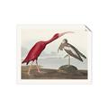 Picture of Vintage Scarlet Ibis Bird _GroupedProduct_Rectangle_Landscape_Unframed_Print_Only_