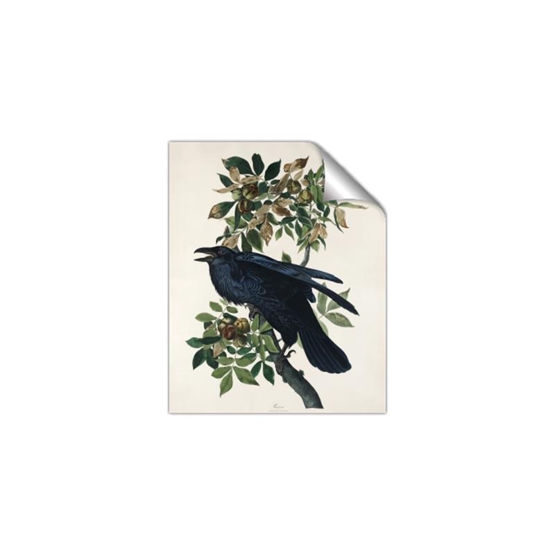 Picture of Raven From Birds of America (1827) _GroupedProduct_Rectangle_Portrait_Unframed_Print_Only_