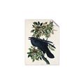 Picture of Raven From Birds of America (1827) _GroupedProduct_Rectangle_Portrait_Unframed_Print_Only_