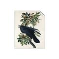 Picture of Raven From Birds of America (1827) _GroupedProduct_Rectangle_Portrait_Unframed_Print_Only_