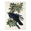 Picture of Raven From Birds of America (1827) _GroupedProduct_Rectangle_Portrait_Unframed_Print_Only_