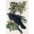 Picture of Raven From Birds of America (1827) _GroupedProduct_Rectangle_Portrait_Unframed_Print_Only_